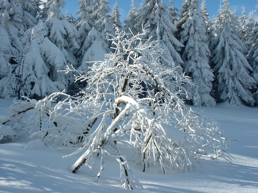 Zieleniec 2003